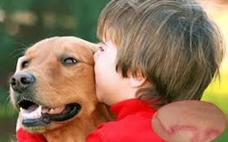 Tiếp Xúc Với Chó Mèo Có Nhiễm Bệnh Sán Chó Không