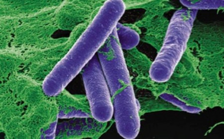 Ngộ Độc Clostridium botulinum