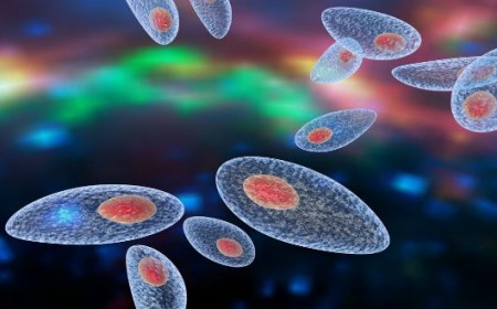 BỆNH KÝ SINH TRÙNG TOXOPLASMA