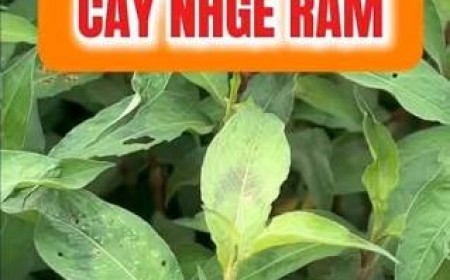 Cây Nghể Răm Có Trị Được Sán Chó Toxocara Không?