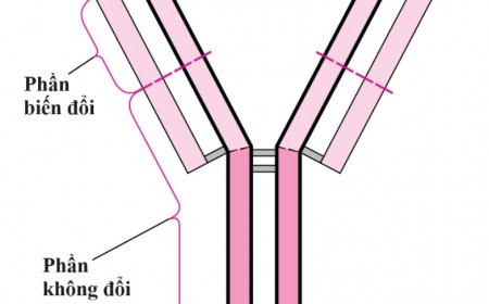 Chỉ Số Kháng Thể Là Gì?  Đó Có Phải Là Số Lượng Ký Sinh Trùng Trong Máu Không?