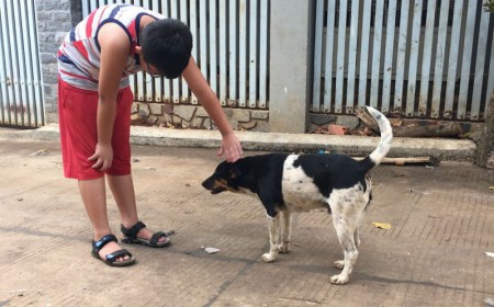 BỆNH SÁN CHÓ - NHỮNG BIỂU HIỆN THƯỜNG GẶP