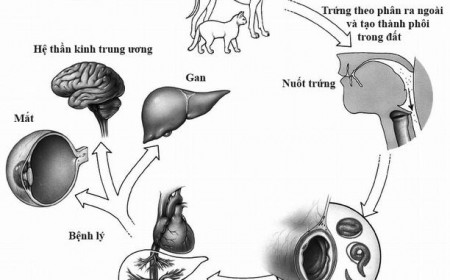 Có Nên Quá Lo Lắng Khi Bị Nhiễm Bệnh Sán Chó Mèo Toxocara?