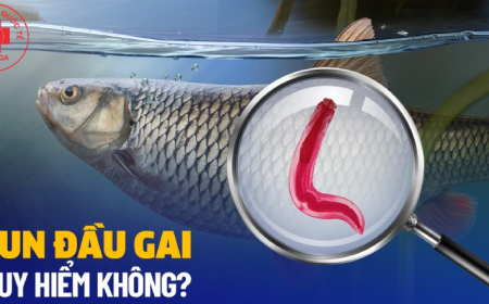 Giun Đầu Gai Gnathostoma: Lây Nhiễm, Chẩn Đoán Và Điều Trị