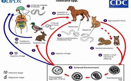 Giun đũa chó mèo: Dấu hiệu nhận biết và phác đồ điều trị
