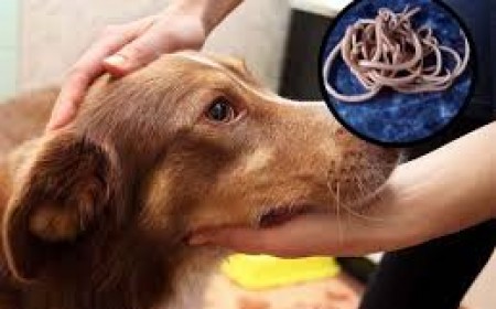 Xét Nghiệm Đặc Trị Bệnh Giun Đũa Chó Ở Người