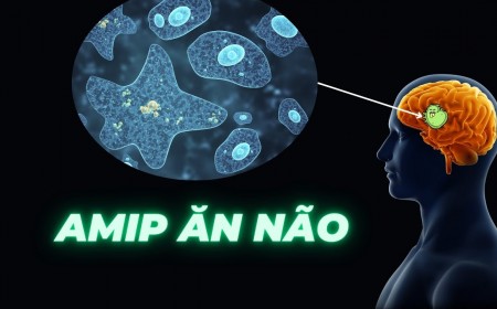 Tổng Quan Về Loại Trùng Biến Hình Amip