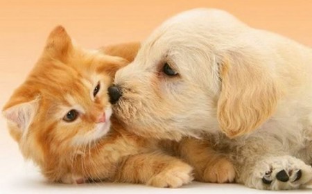 Bệnh Sán Chó Mèo Ở Người Có Trị Khỏi Hoàn Toàn Được Không?