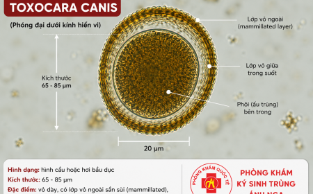 Trứng Sán Chó Toxocara Tồn Tại Bao Lâu Ngoài Môi Trường?