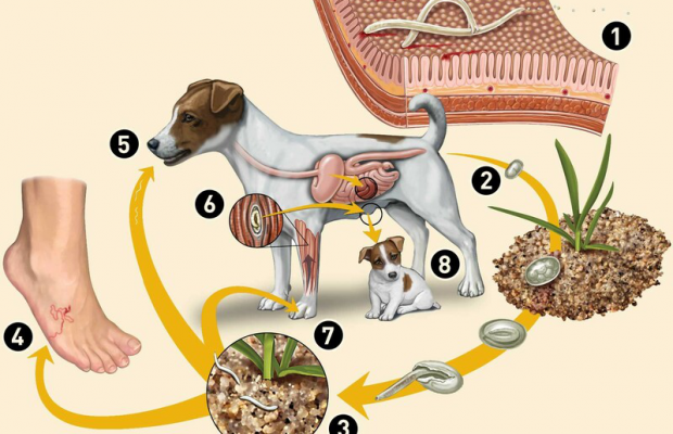 Biểu hiện nào cho thấy đã bị nhiễm sán chó?