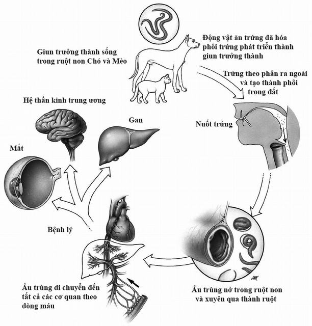 Bị Ngứa Da Và Những Điều Cần Biết Về Bệnh Ngứa Kéo Dà Do Giun Sán