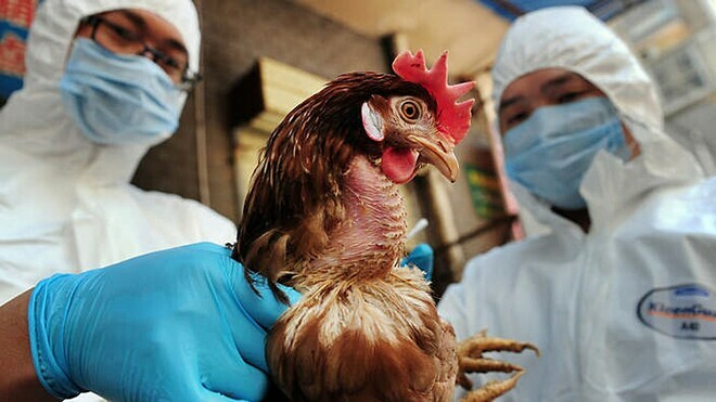 Cúm H5N8 có thể lây từ gia cầm sang người