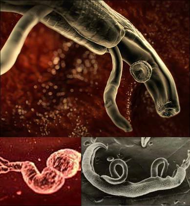 Các loại ký sinh trùng sống trên cơ thể người