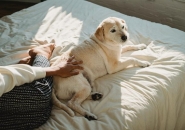 Bệnh Sán Chó Mèo Trong Máu Có Nguy Hiểm Không, Có Lây Từ Người Sang Người Không? Tìm Hiểu Triệu Chứn