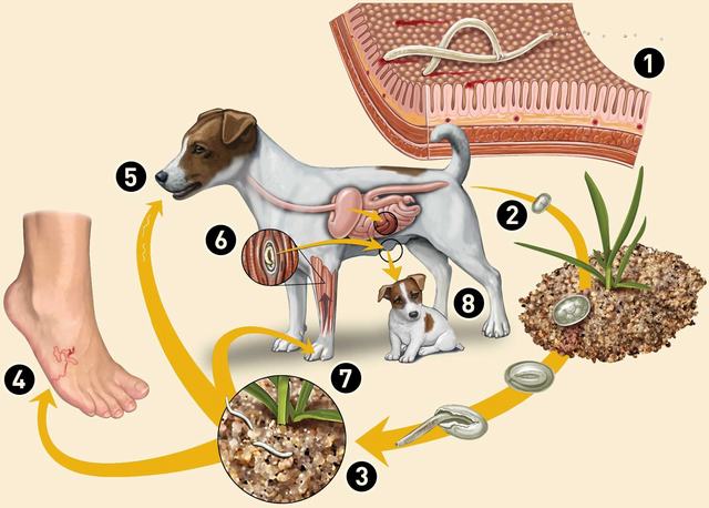 Nên cho chó được ăn gì để giảm thiểu nguy cơ nhiễm sán chó?

