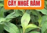 Cây Nghể Răm Có Trị Được Sán Chó Toxocara Không?