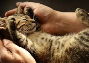Chẩn Đoán Và Điều Trị Bệnh Ký Sinh Trùng Trên Mèo