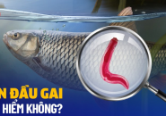 Giun Đầu Gai Gnathostoma: Lây Nhiễm, Chẩn Đoán Và Điều Trị