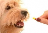 Cách điều trị giun đũa chó hiệu quả nhất