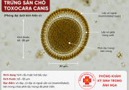 Trứng Sán Chó Toxocara Tồn Tại Bao Lâu Ngoài Môi Trường?